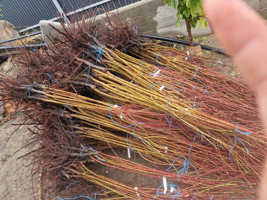 Pomi fructiferi altoiti