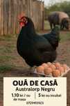 Ouă de incubat Australorp Negru – fertilitate mare – Ragu/Ulieș