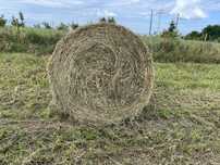 Baloți excelenti de fan si semifan din lucerna în agric.  ecologică