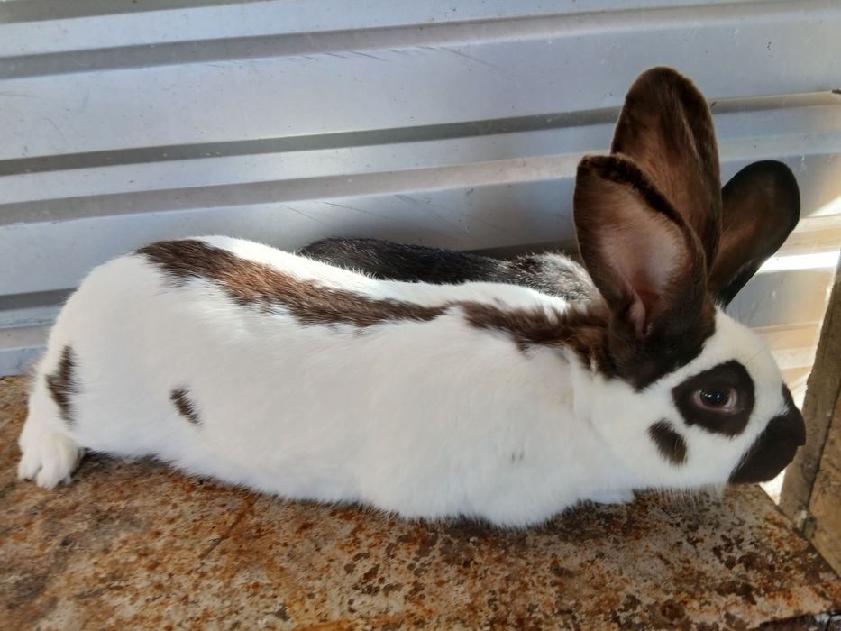 Vând iepuri uriaș de Transilvania