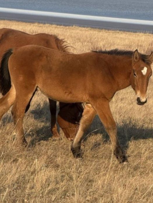 Соғымға жақсы жабағылар сатамыз