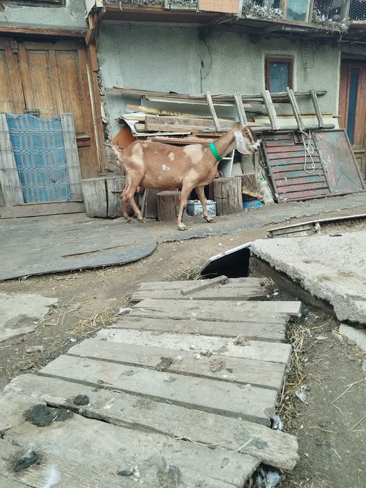 2 capre anglo nubian