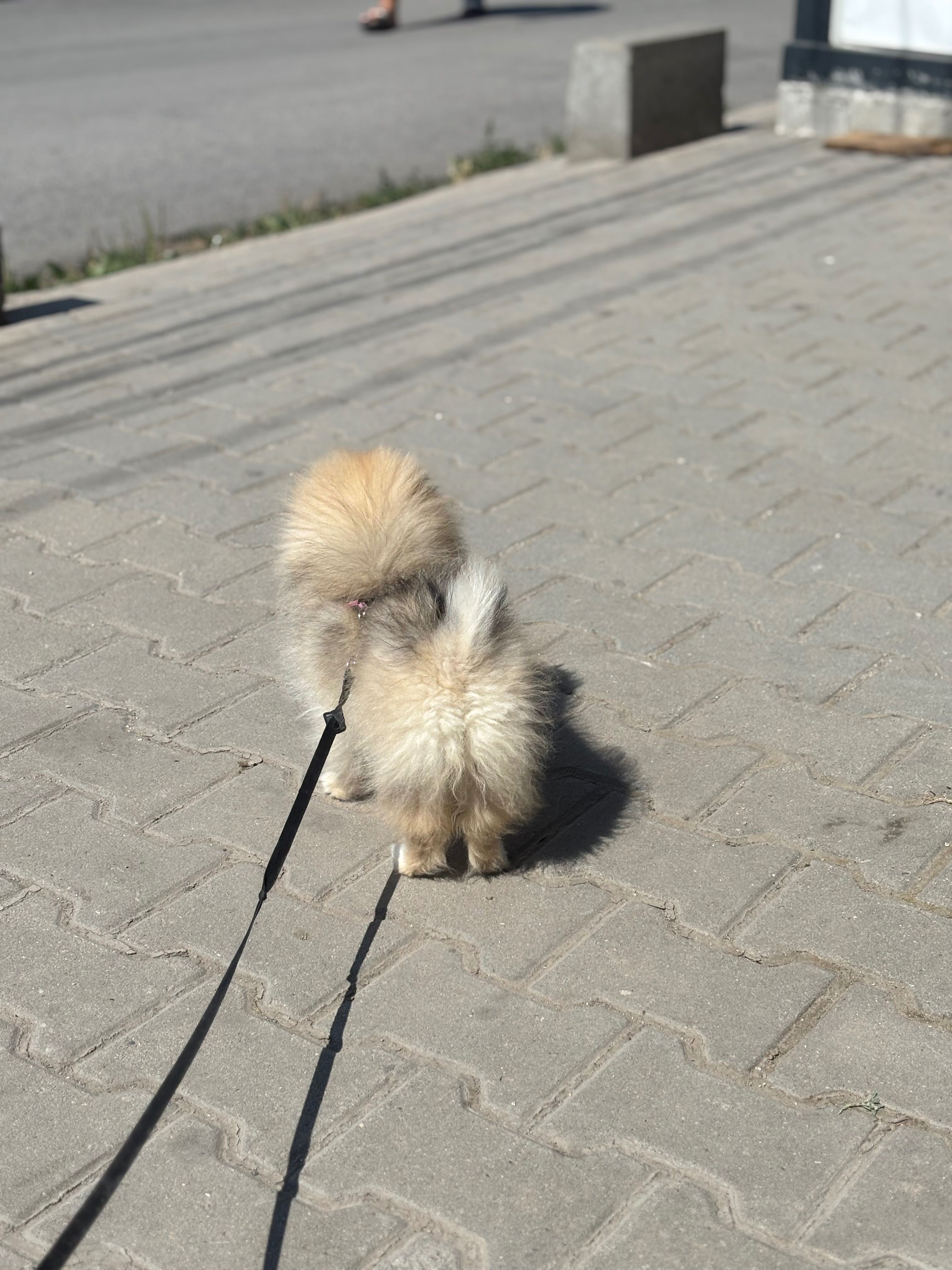 Померан на 5 месеца