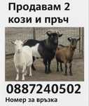 Продавам 2 кози и пръч