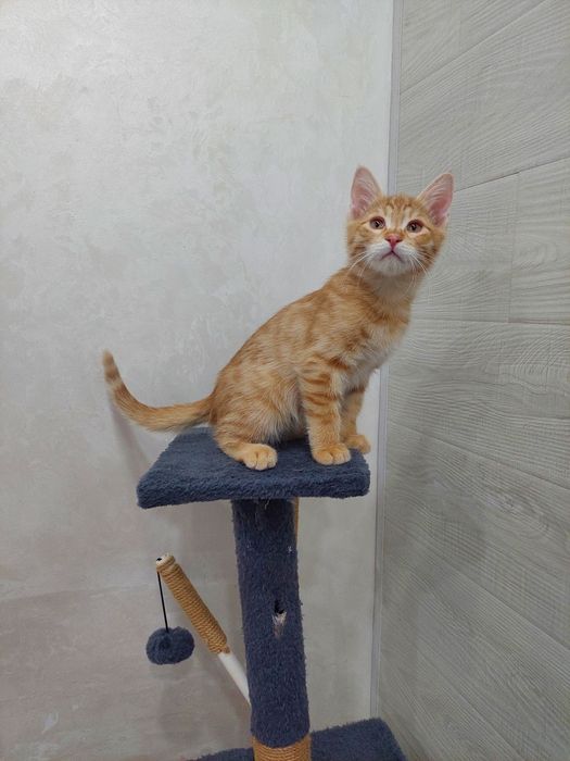 Котенок мальчик 2 месяца