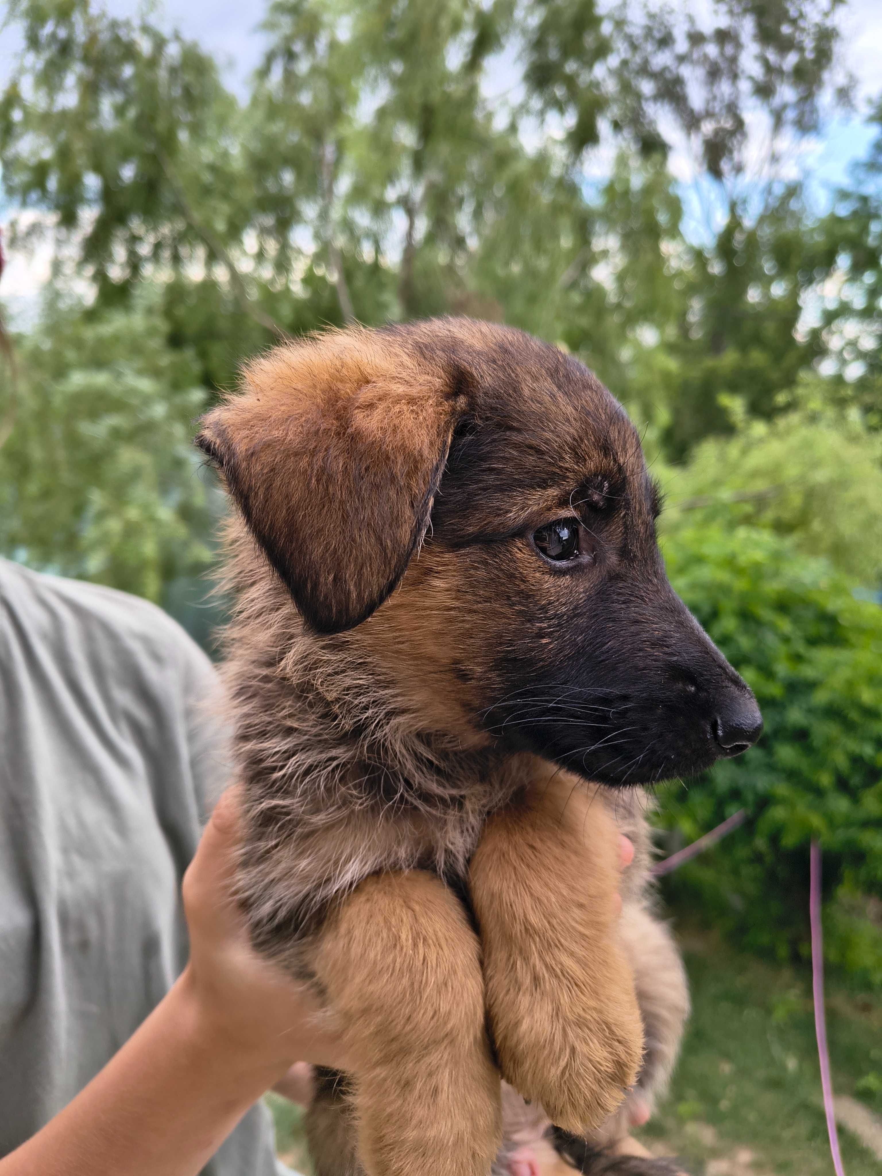Cățeluș spre adoptie
