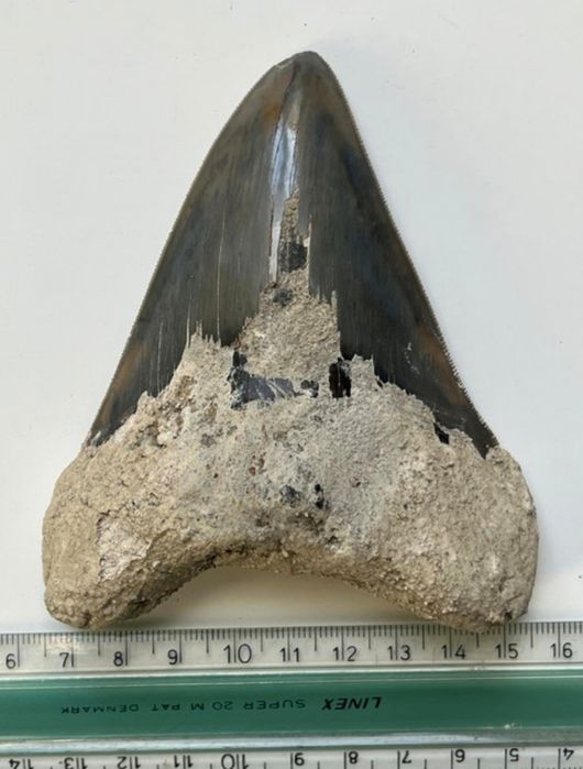 Superb dinte Megalodon autentic fosilizat