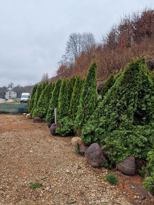 Tuia Smaragd(Thuja occidentalis)