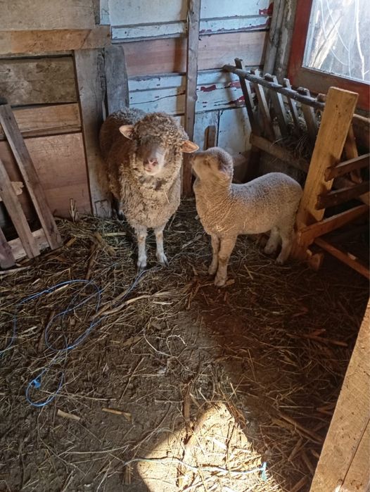 Vand oi, 750 milioane  bucata