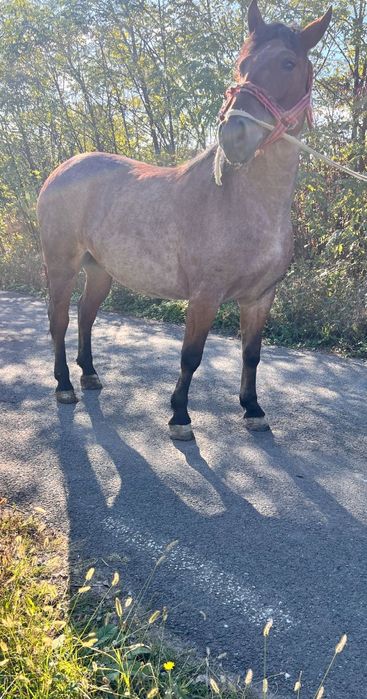 Iapa de 4 ani talie mare