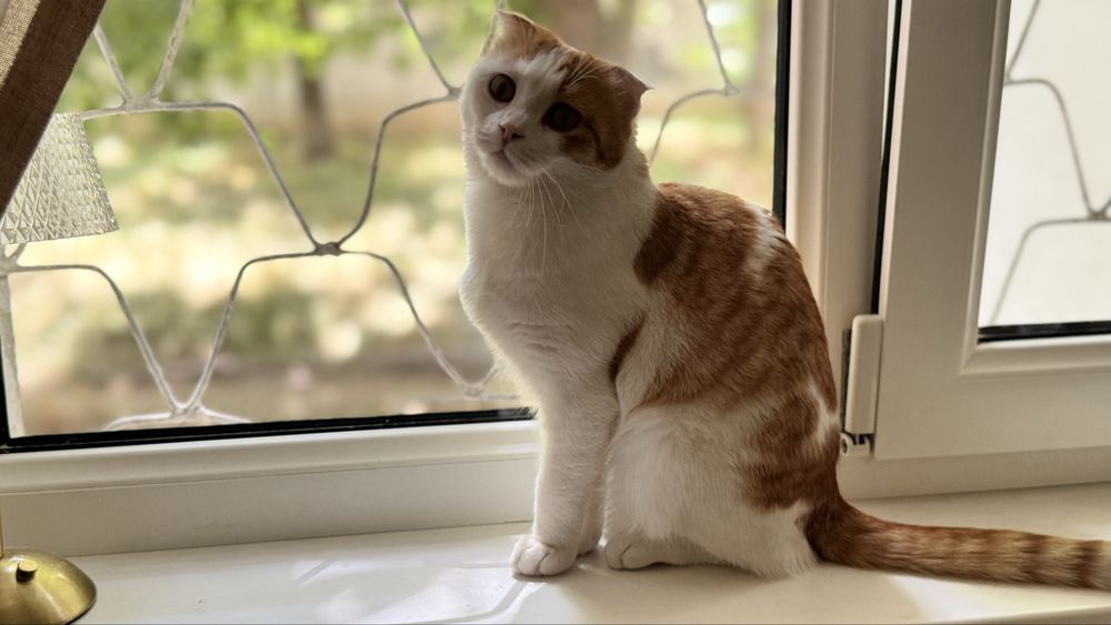 Скотиш фолд девочка