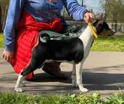Catelus basenji,  mascul,  tricolour