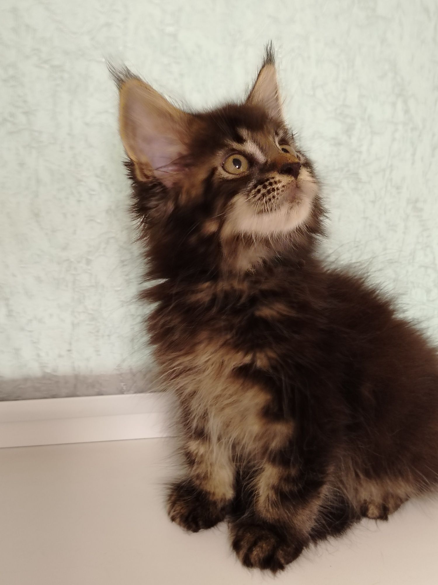 Котята Мейн куны из питомника
