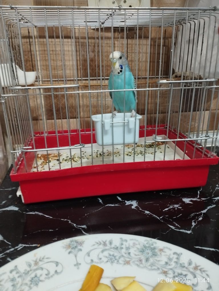 Продам попугая с клеткой