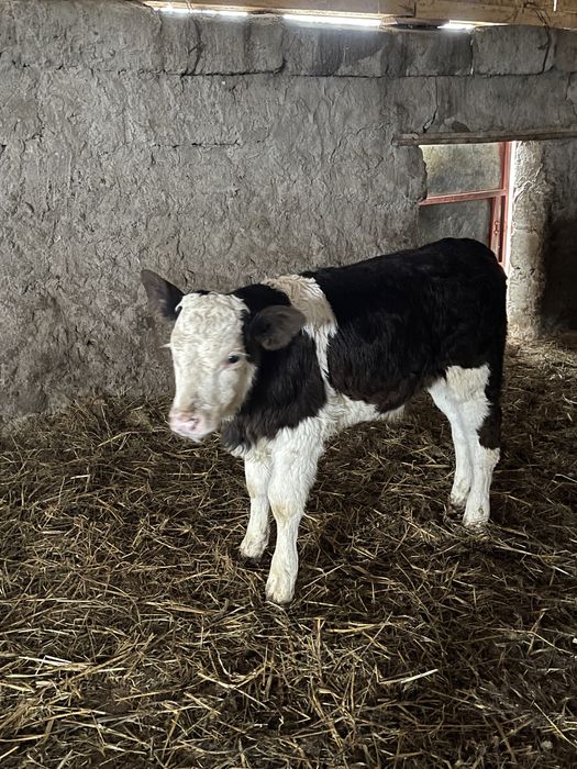 Tauras varsta o luna jumate