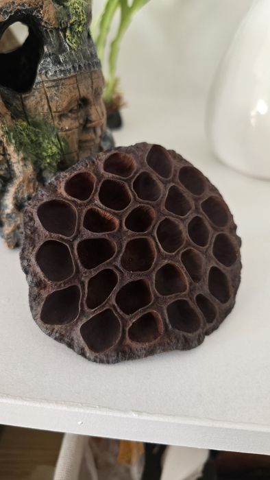 Pachet acvariu: decoruri, plante naturale easy, lipici submersibil