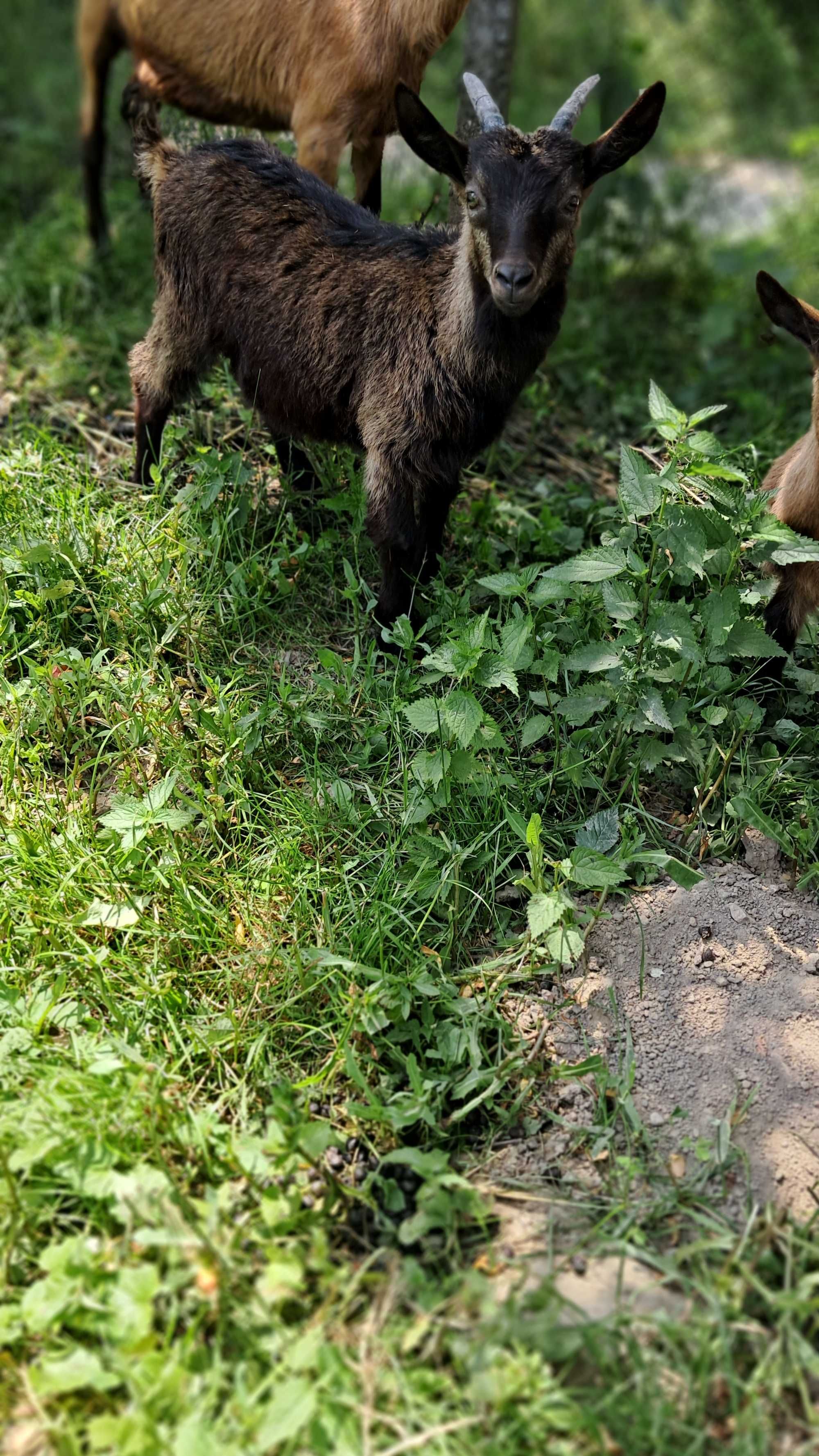 De vănzare capre sau schimb vițel