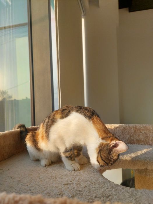 Котенок девочка трехцветная