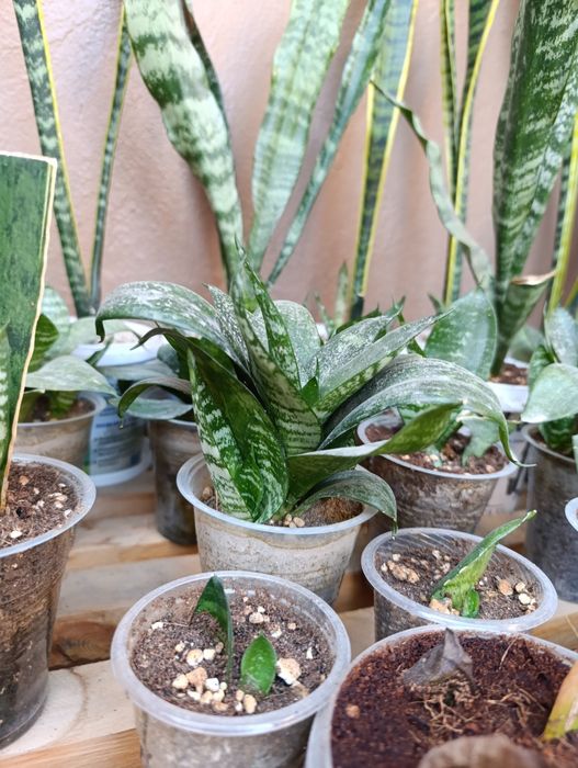 Комнатный садовый  цветы хона гуллари