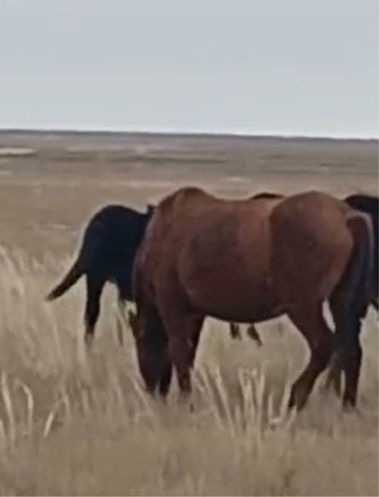 6 жасар Семіз Ту бие сатылады