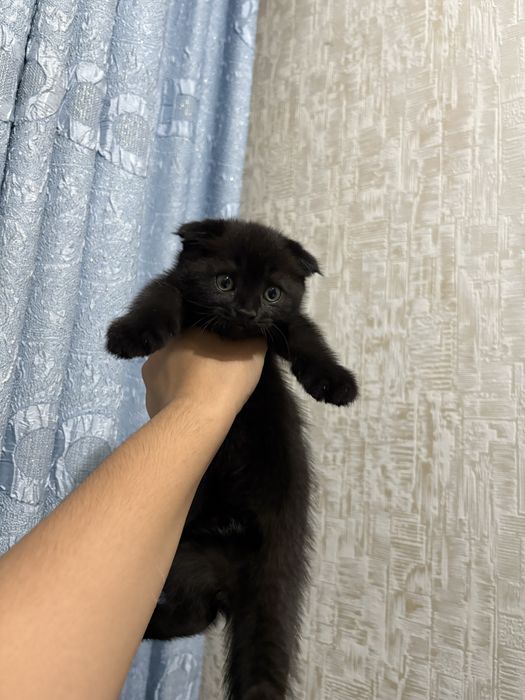 Продаются котят 2 месячные Породистые