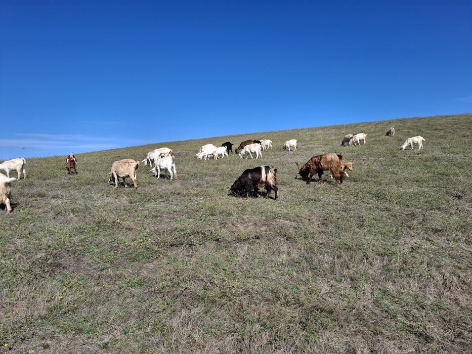 Ярета за клане и дамазлък