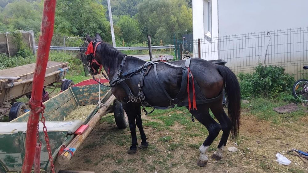 Se vinde iapa cuminte vârstă 10ani