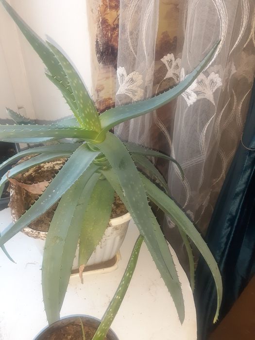 Алоэ вера, принесёт здоровье и бодрость.