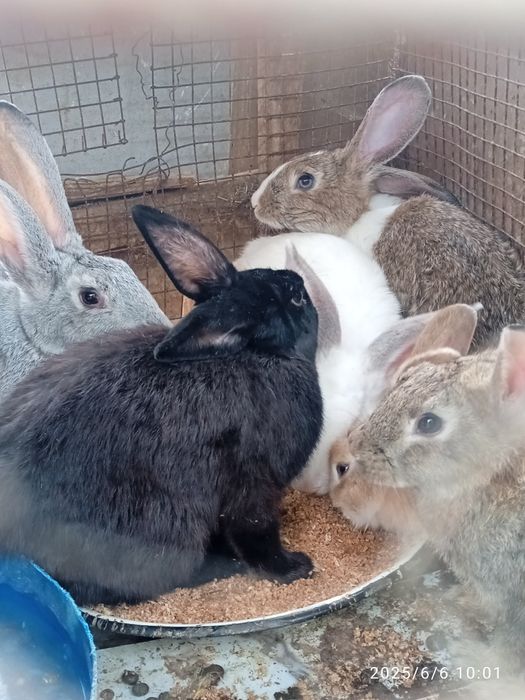 Қоян сатылады срочно тез арада