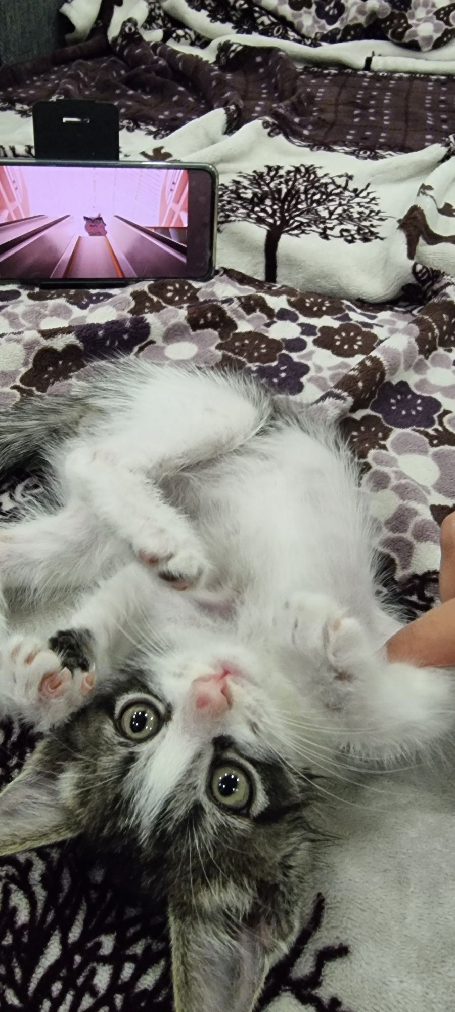 отдам котёнка в хорошие руки