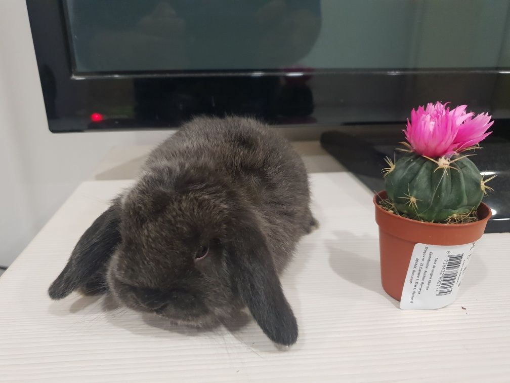 IEPURE Holland Lop Mini Lop Berbec Pitic iepuras de companie