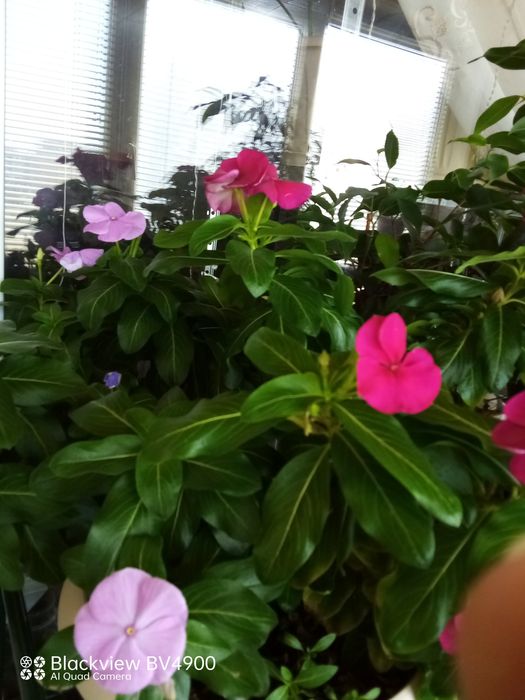 Продам цветок катарантус