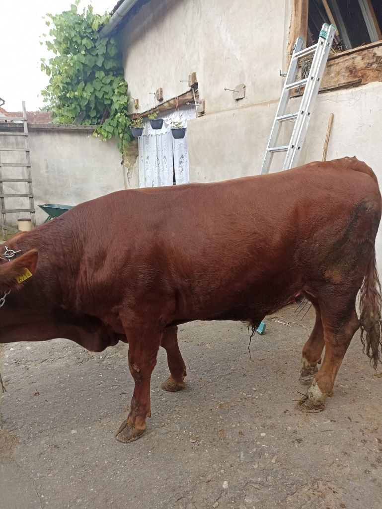 Tăurași de carne