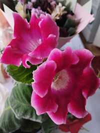 Срочно продам цветущую Глоксинию, район Саяхата.