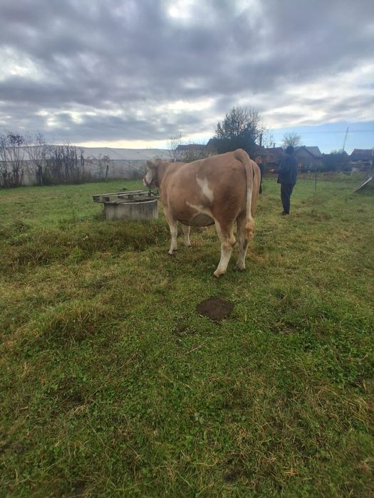 Vand juninca la a 2a fătare