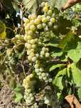 Struguri de vin 1001