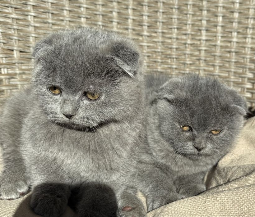 Британски  късокосмести клепоухи