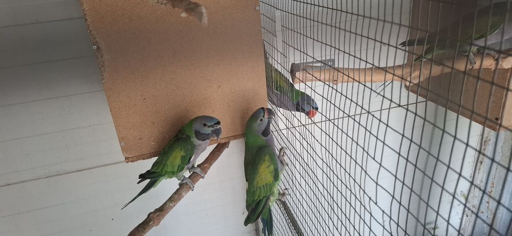 Папагали Китайски Александър/двойка
