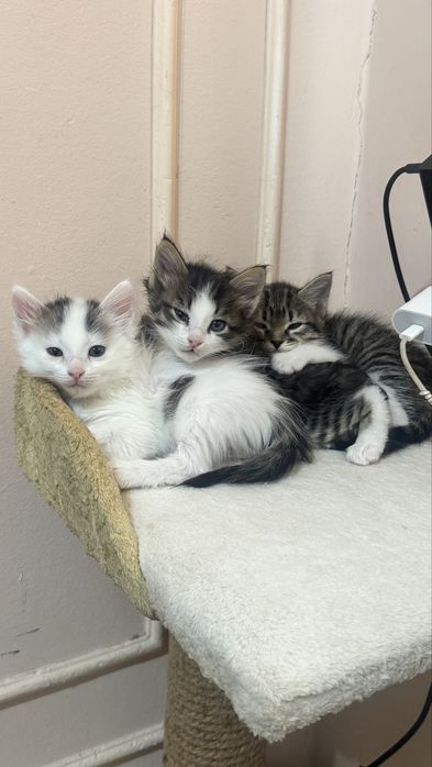 Мысык беремин ТЕГІН!