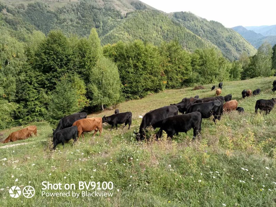vand vaci ANGUS rosii si negre