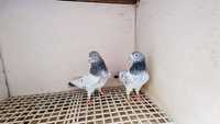 Продавам Пакистански гълъби