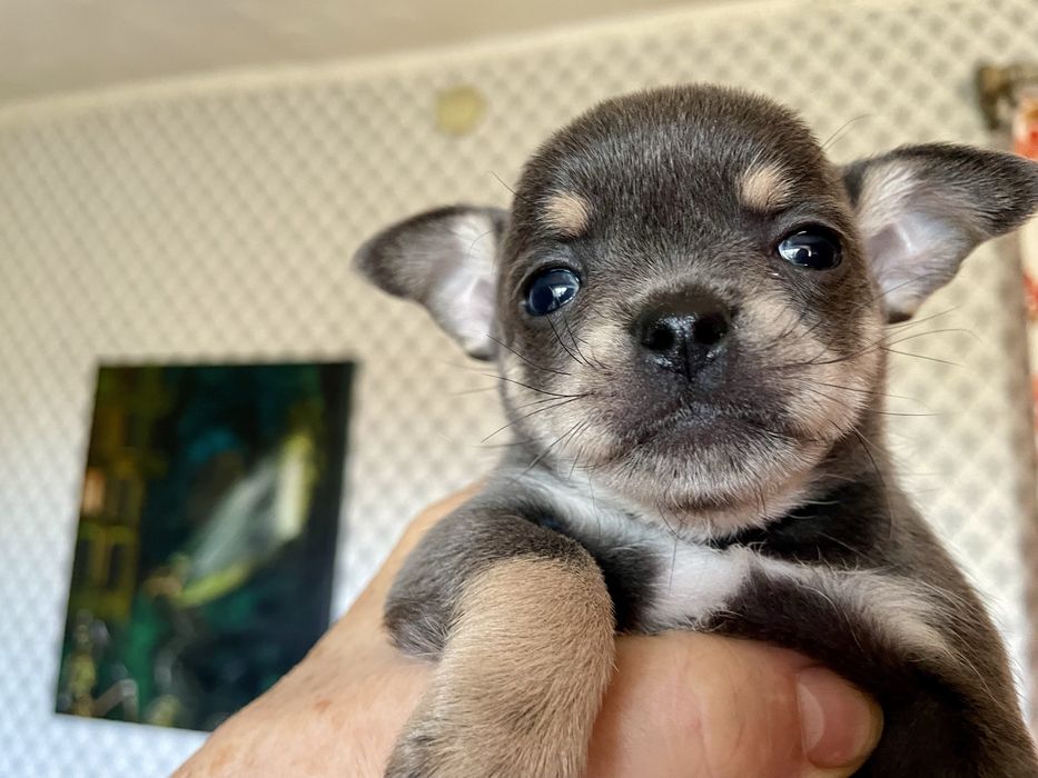 Щенки чихуахуа 2 месяца