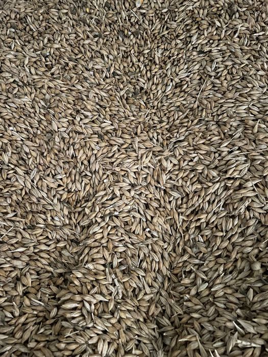 Orz recolta 2025 calitate 1 .