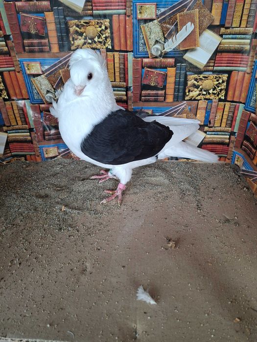 Porumbei pescăruș german tip vechi