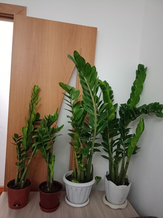 Долларовое дерево (цветы)