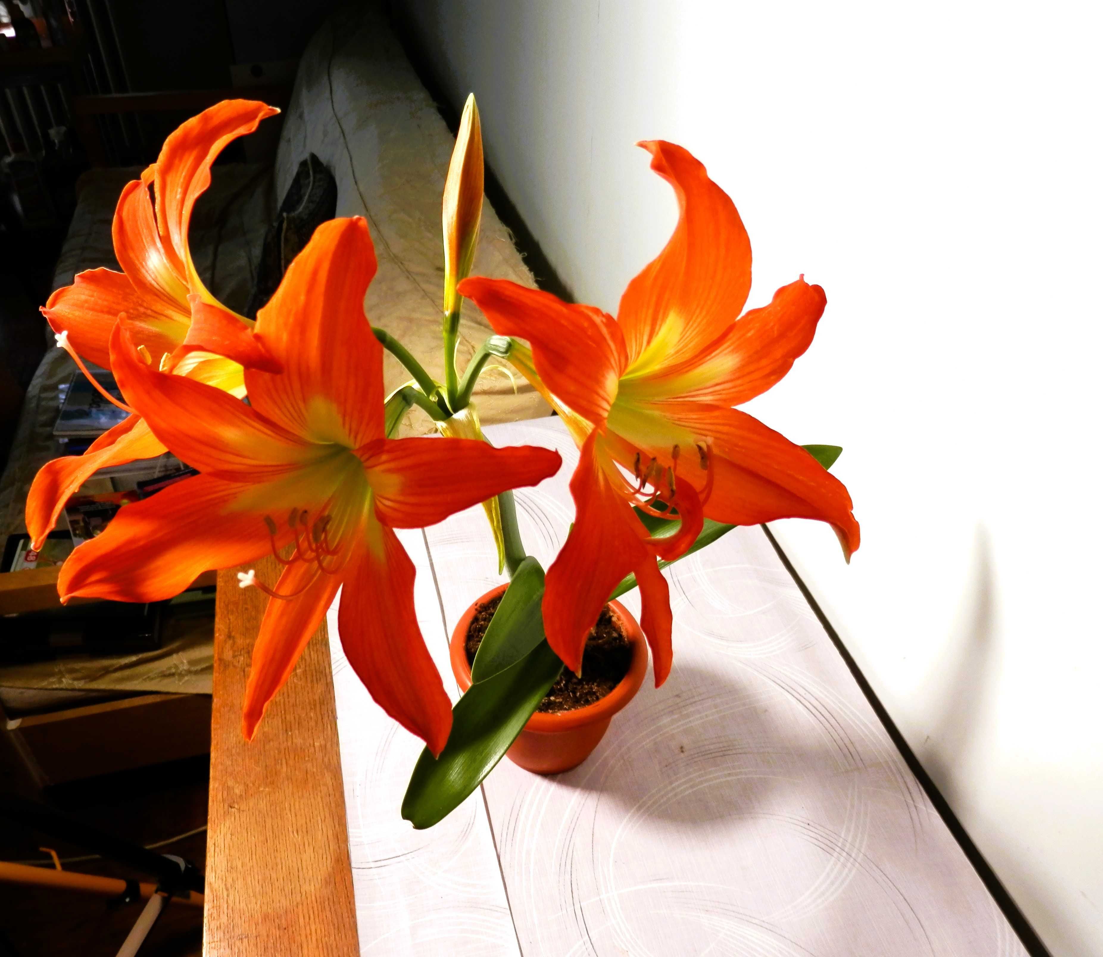 Crin de apartament (Hippeastrum) portocaliu și Crinul ploii roz