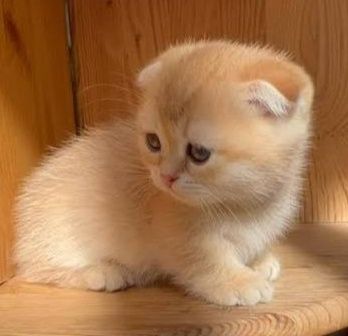 1 ойлик мушукчалар сотилади