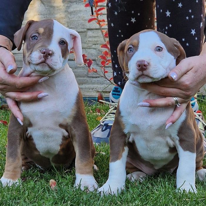 Puiuți de căței Bully