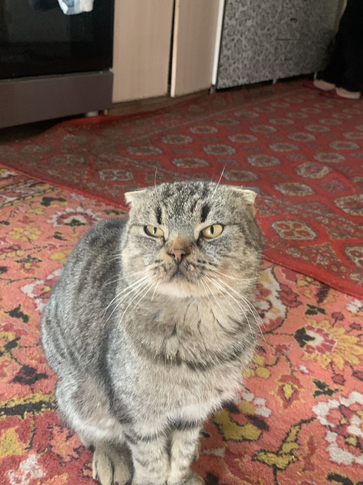 Кошка кошка кошка
