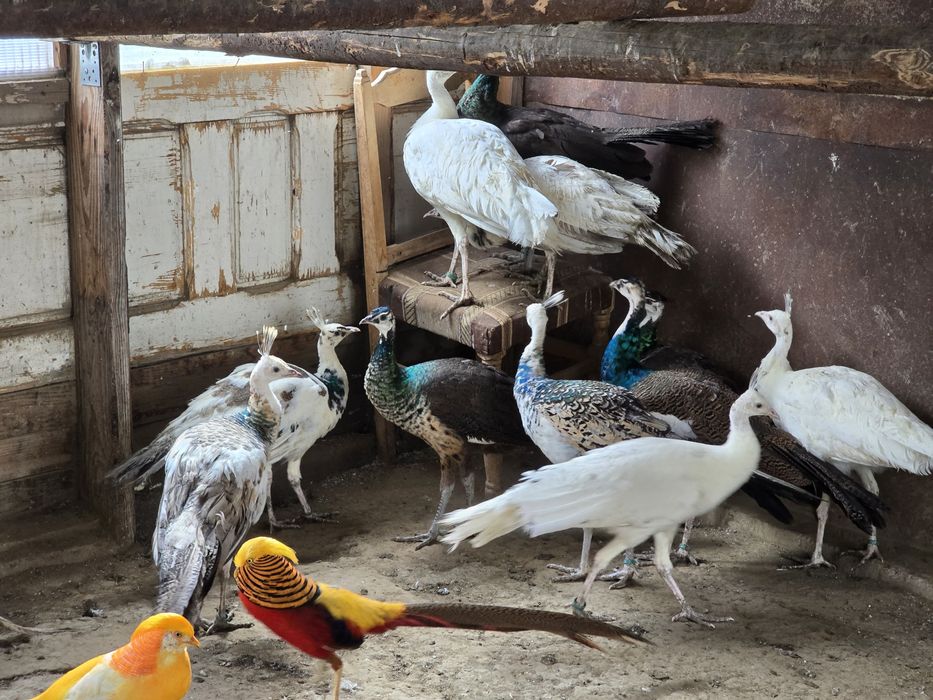 Vand pauni tineri 2025